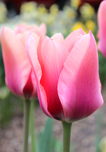 Mirella tulip heirloom bulbs #1