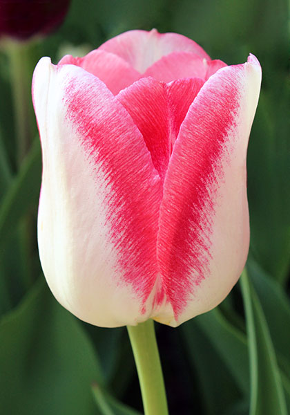 Garden Party tulip heirloom bulbs #2