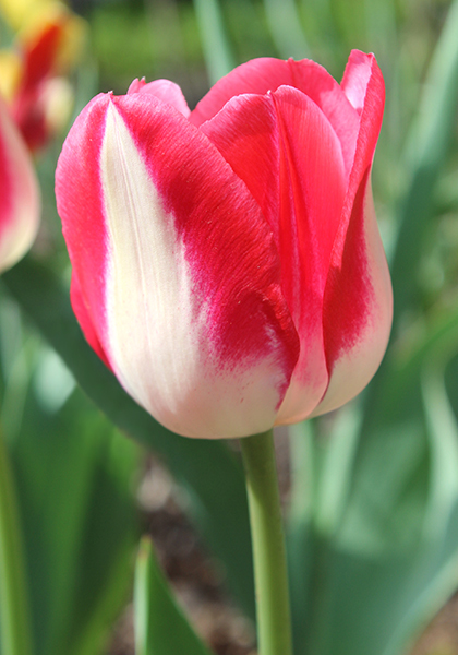 Garden Party tulip heirloom bulbs #1