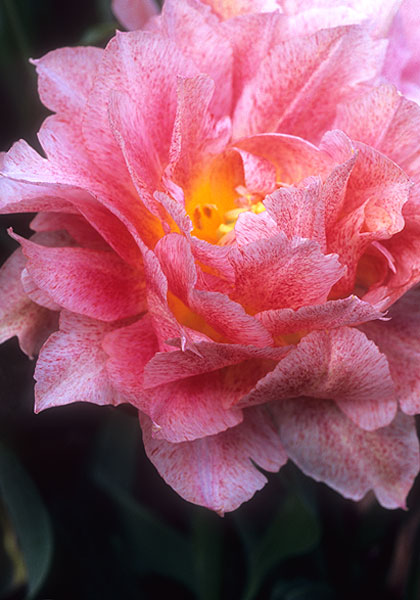 Pompadour tulip heirloom bulbs #1