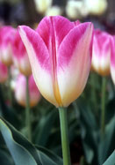 Rose Luisante Bontlof tulip heirloom bulbs