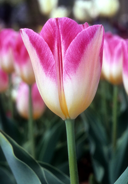 Rose Luisante Bontlof tulip heirloom bulbs #1