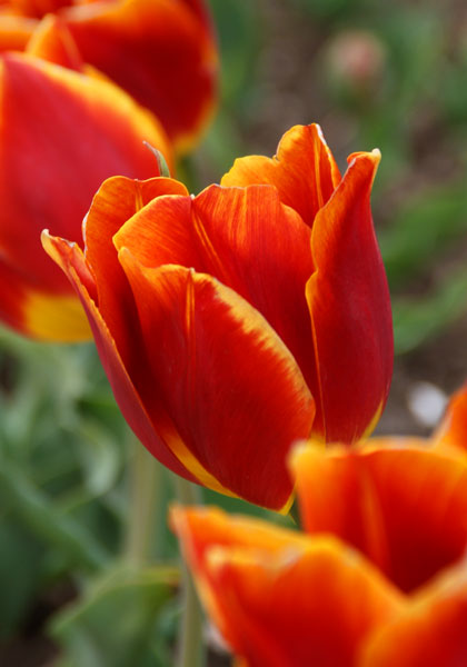 Duchesse de Parma tulip heirloom bulbs #1