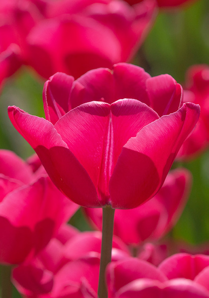 TULIPS