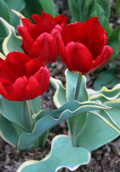 Bacchus Bontlof tulip heirloom bulbs #1