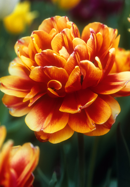 Tournesol Red and Yellow tulip heirloom bulbs #1