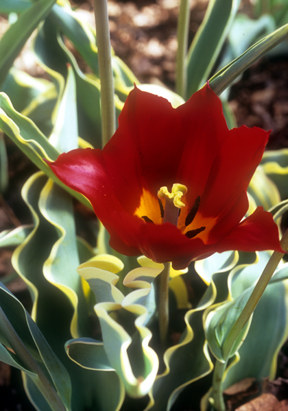 Couronne Pourpre Bontlof tulip heirloom bulbs #1