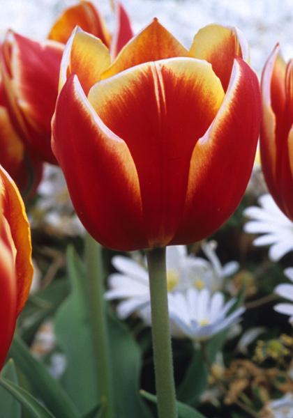 Duc de Berlin tulip heirloom bulbs #2