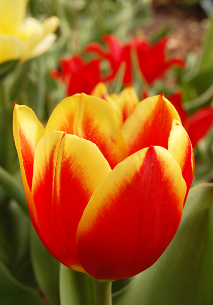 Duc de Berlin tulip heirloom bulbs #1