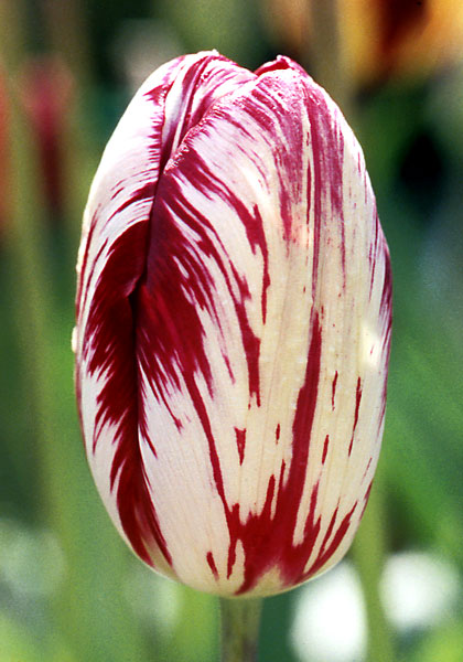 Bridesmaid tulip heirloom bulbs #1