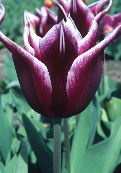 La Remarquable tulip heirloom bulbs #1