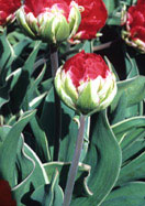 Rex Rubrorum Bontlof tulip heirloom bulbs