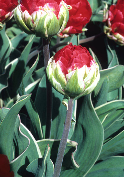 Rex Rubrorum Bontlof tulip heirloom bulbs #1