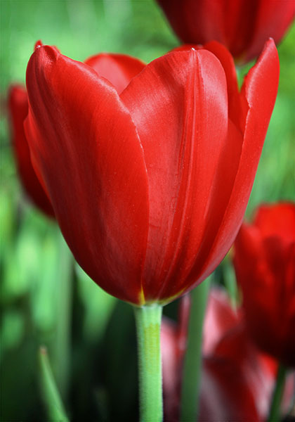 Kingsblood tulip heirloom bulbs #1