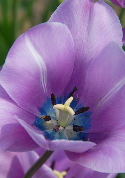 George Grappe tulip heirloom bulbs #2