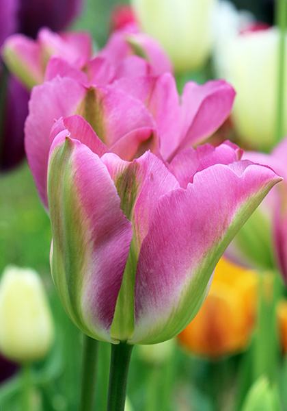 Groenland tulip heirloom bulbs #1