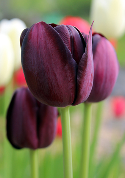 Queen of Night tulip heirloom bulbs #2