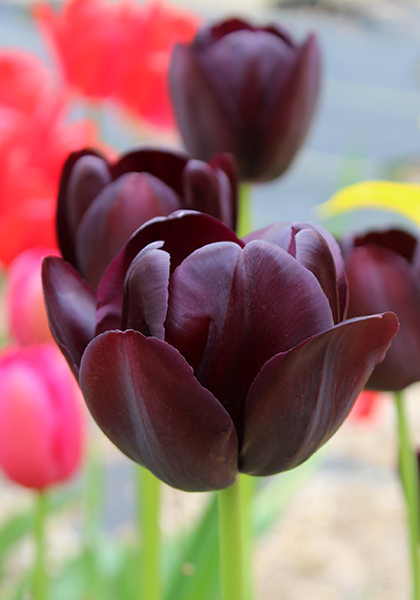Queen of Night tulip heirloom bulbs #1