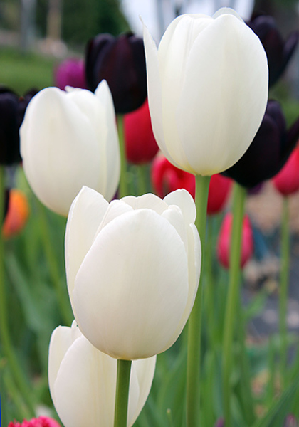 Maureen tulip heirloom bulbs #2