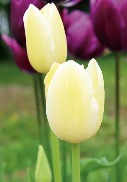Ivory Floradale tulip heirloom bulbs #2