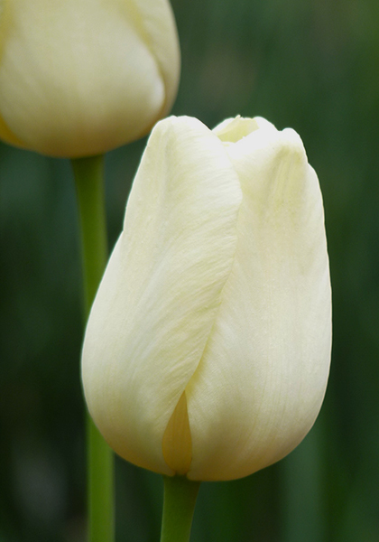 Ivory Floradale tulip heirloom bulbs #3