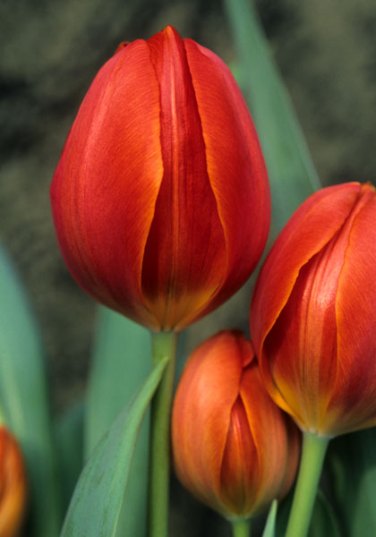 Thomas Morus tulip heirloom bulbs #1
