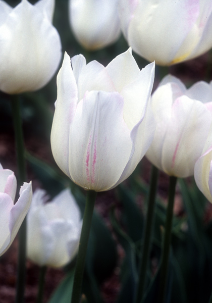 White Hawk, Albion tulip heirloom bulbs #2