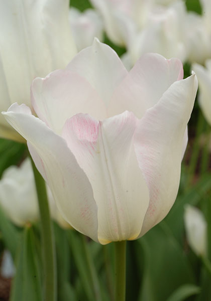 White Hawk, Albion tulip heirloom bulbs #1