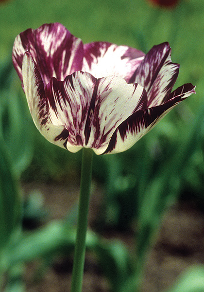 Adonis tulip heirloom bulbs #1