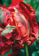 Amiral de Constantinople tulip heirloom bulbs