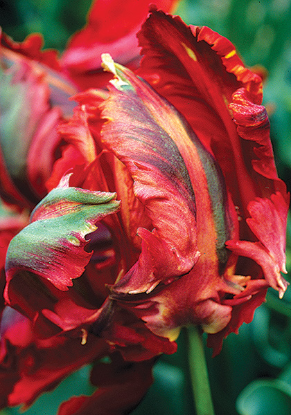 Amiral de Constantinople tulip heirloom bulbs #1