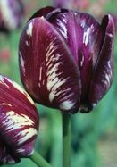 Bessie tulip heirloom bulbs