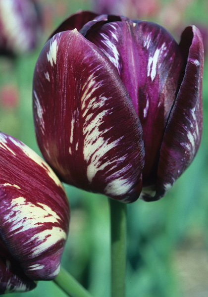 Bessie tulip heirloom bulbs #1