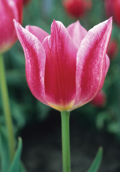 La Reine Rose tulip heirloom bulbs #1