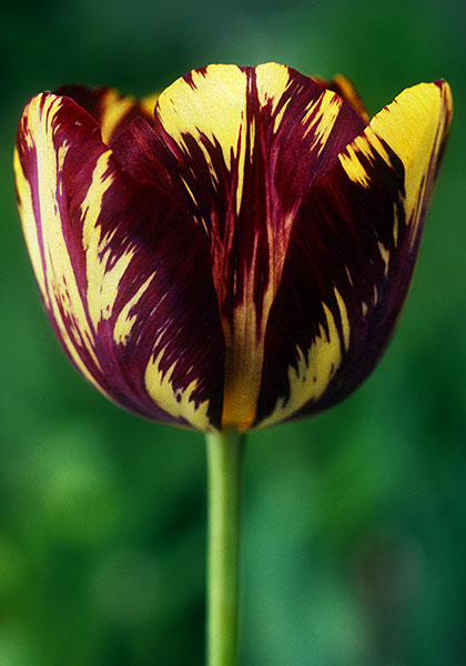 Lord Stanley tulip heirloom bulbs #1