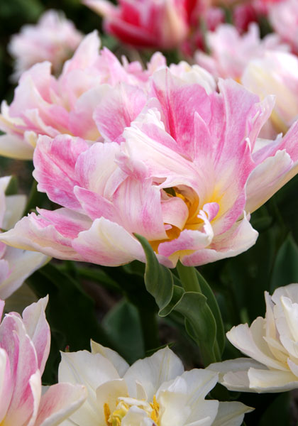 Murillo tulip heirloom bulbs #1