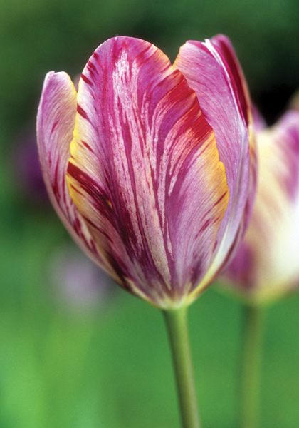 The Lizard tulip heirloom bulbs #1