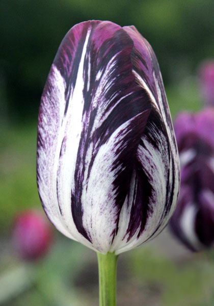 Black and White tulip heirloom bulbs #1