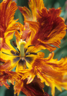Cafe Brun tulip heirloom bulbs