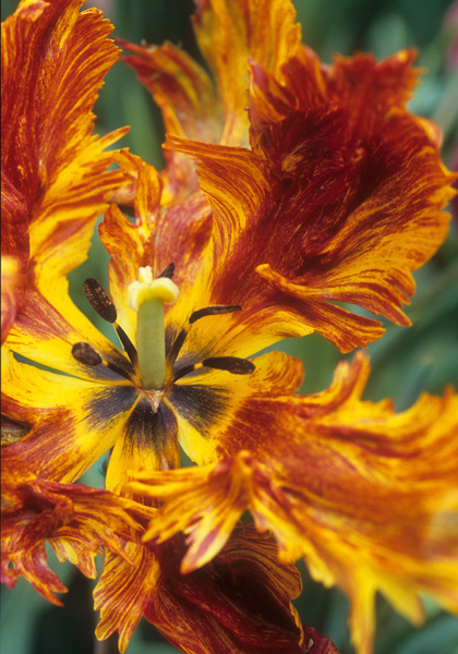 Cafe Brun tulip heirloom bulbs #1