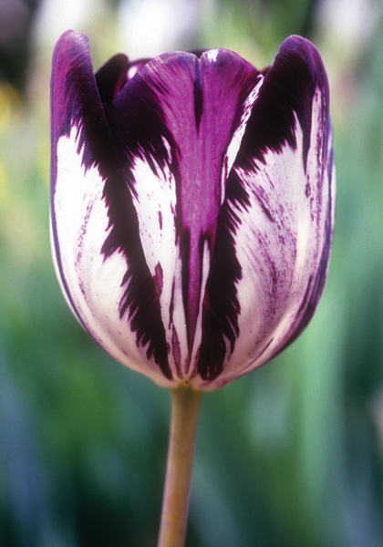 Gloria Nigrorum tulip heirloom bulbs #1