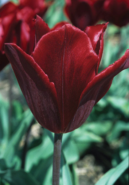Koh-I-Noor tulip heirloom bulbs #2