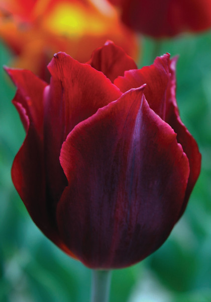 Koh-I-Noor tulip heirloom bulbs #1