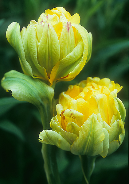 Paeony Gold tulip heirloom bulbs #1