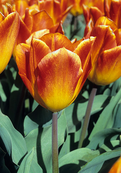 Cardinal Rampolla tulip heirloom bulbs #1