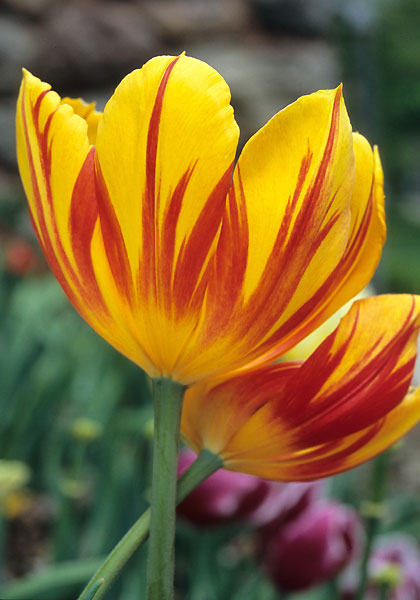 Duc van Tol Aurora tulip heirloom bulbs #1