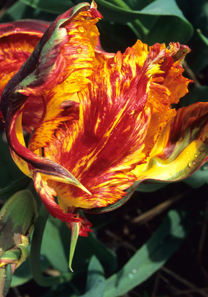Markgraaf van Baden tulip heirloom bulbs #1