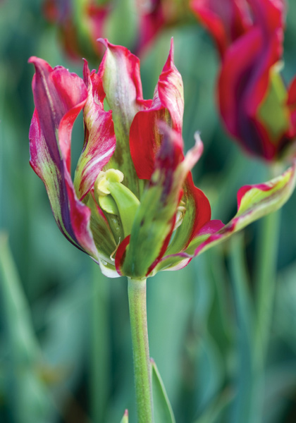 Red Hue tulip heirloom bulbs #1