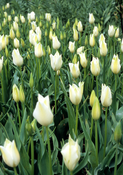 Alba Regalis tulip heirloom bulbs #1