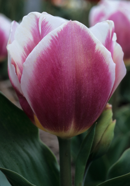 Cerise Gris-de-Lin tulip heirloom bulbs #2
